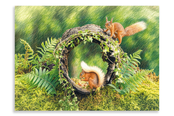 Playful Red Squirrels Scotland - Artistic